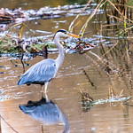 Grey Heron with reflection