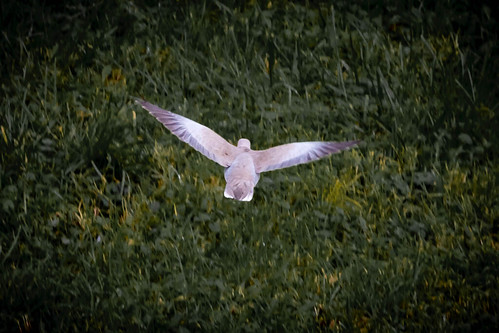 Flying dove ©  Raymond Zoller