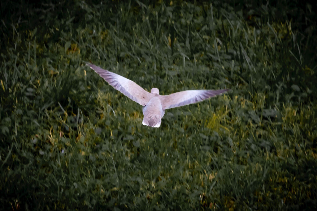 : Flying dove
