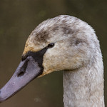 Swan close up