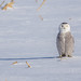 Harfang des neiges / Snowy Owl [Bubo scandiacus]