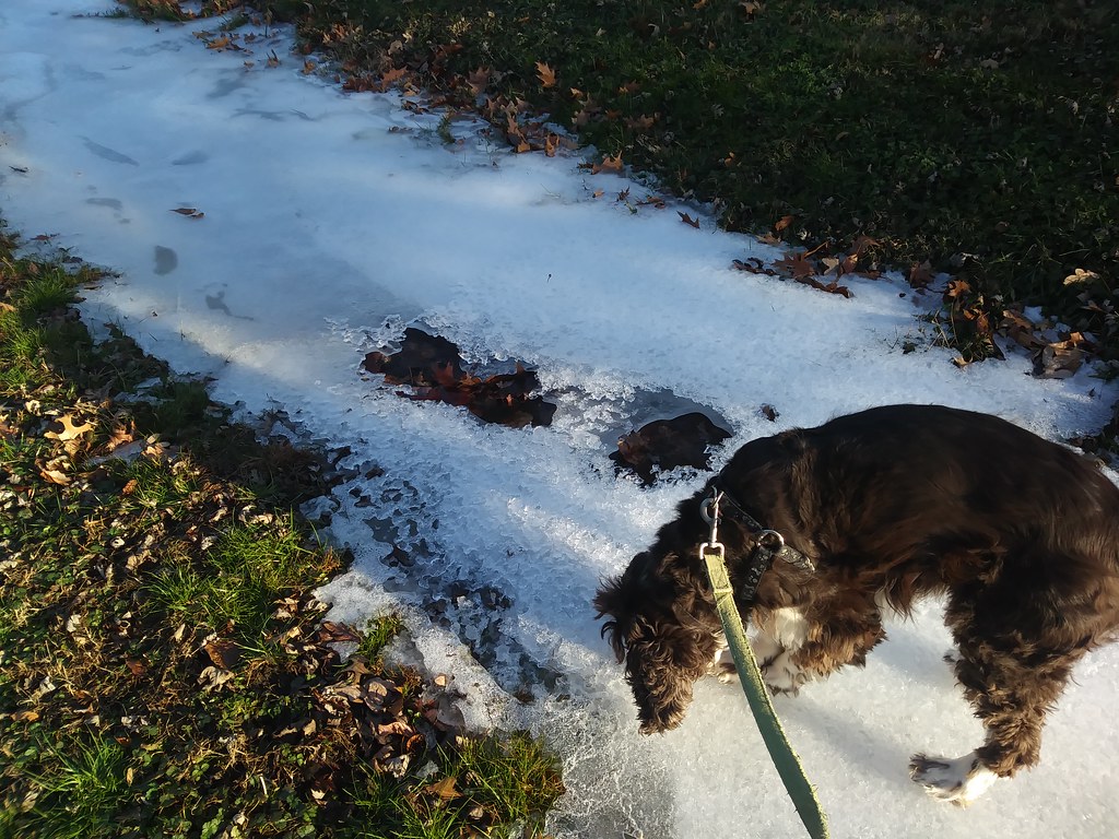 : Laika examines frozen stream
