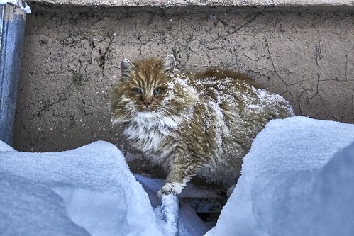 Homeless cat ©  Dmitriy Protsenko