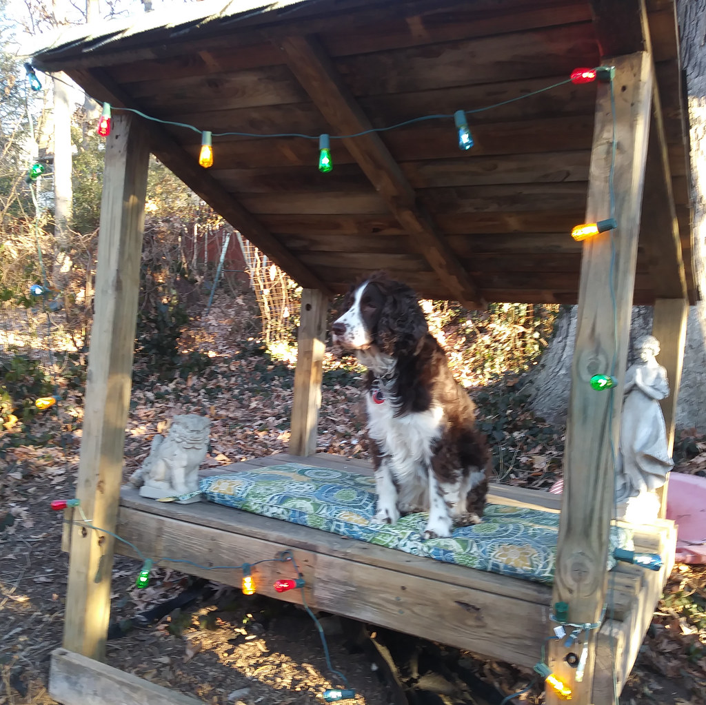 : Laika on her dog observation platform with Christmas lights