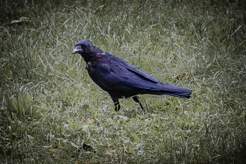 Raven ©  Raymond Zoller