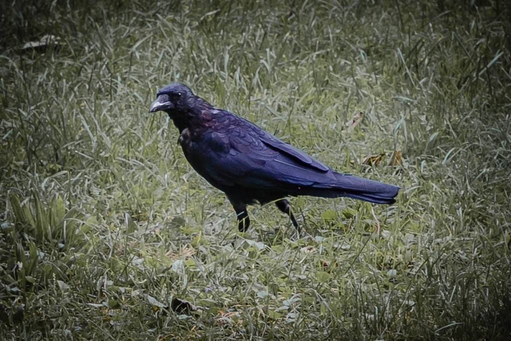 : Raven