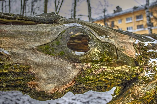 Crocodiles in the city))) ©  Dmitriy Protsenko
