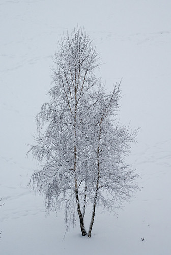 Snowy alone ©  Andrey