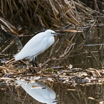 Egret with reflection