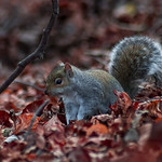 Squirrel in Autumn leaves