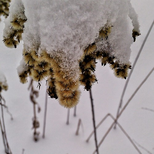 under the snow II ©  sergej xarkonnen