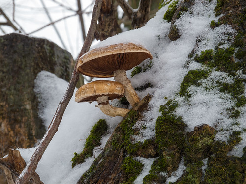 Mushroom ©  Andrey