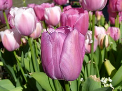tulips 2/6
