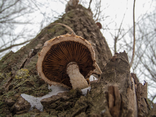 Mushroom ©  Andrey