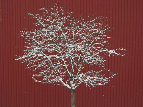 Tree_on_red_background ©   