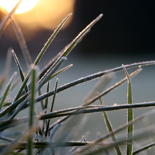 warmy frost ©  OliBac