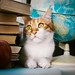 librarian cat