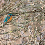 Kingfisher. This is my best atempt at capturing one so far, they are so hard to photograph