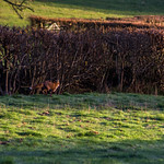 My first attempt at photographing Foxes ... did not go well