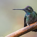 Talamanca Hummingbird, Paraiso Quetzal Lodge, Costa Rica, January-February 2018
