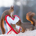 red squirrels looking in red heart mirror
