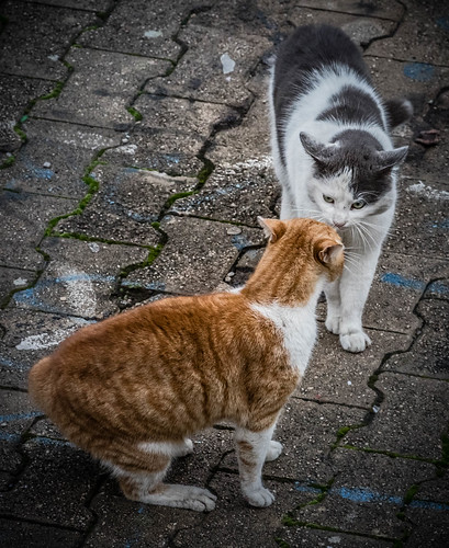Catfight ©  Raymond Zoller