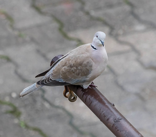 pigeon ©  Raymond Zoller
