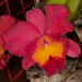 Unk. Cattleya Hybrid – Judy Dyer