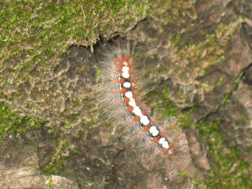 Leucoma salicis (larva) - White satin moth (caterpillar) -   () ©  Cossus