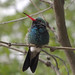 Broad-billed hummingbird, Tucson Botanical Gardens
