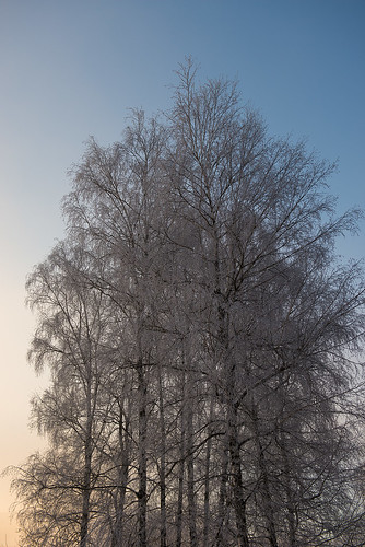 winter tree ©  Andrey