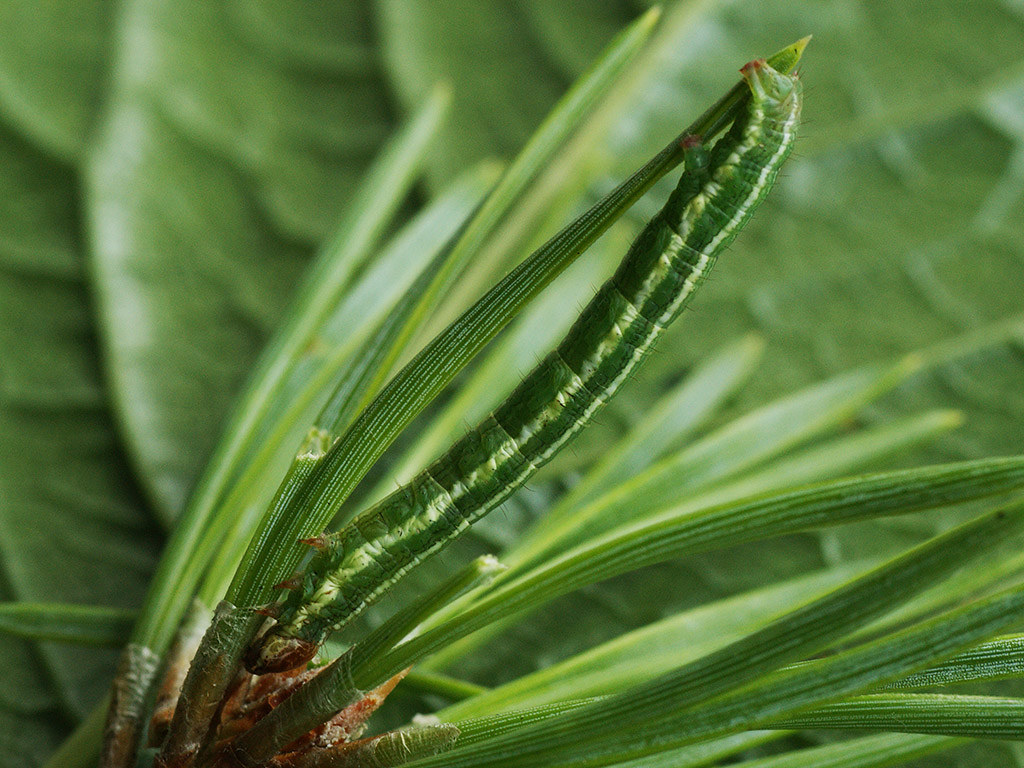 : Macaria liturata (larva) - Tawny-barred angle (caterpillar) -    ()
