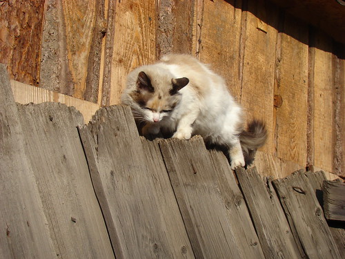 Кошка на заборе ©  ayampolsky
