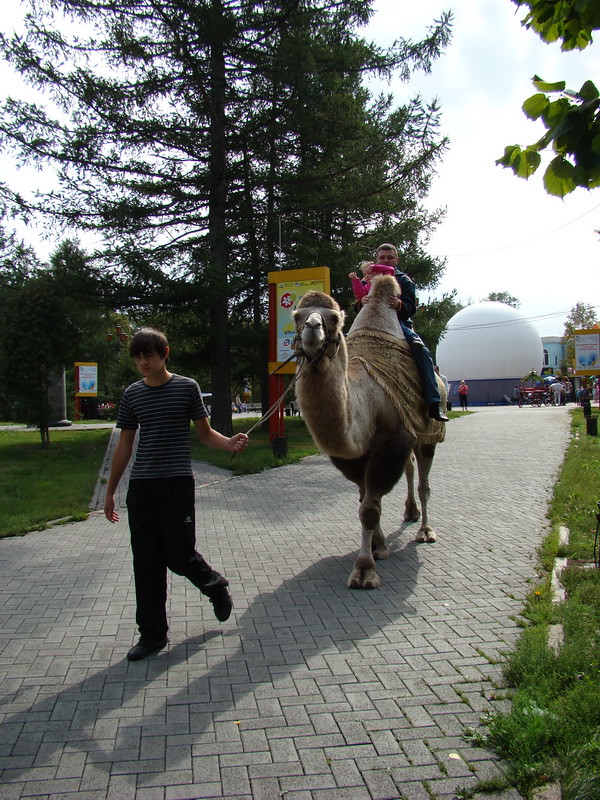 фото: Верблюд в Парке Пушкина