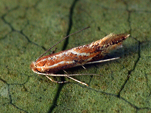 Phyllonorycter corylifoliella - Hawthorn red midget moth ©  Cossus