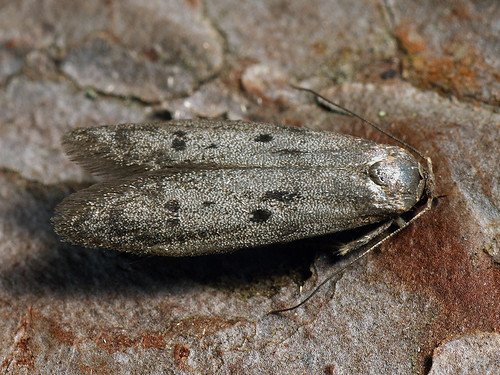 Hypatopa binotella - Spotted dowd moth ©  Cossus