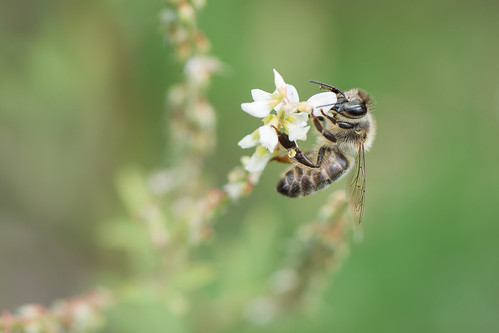 Hungry Bee ©  kuhnmi