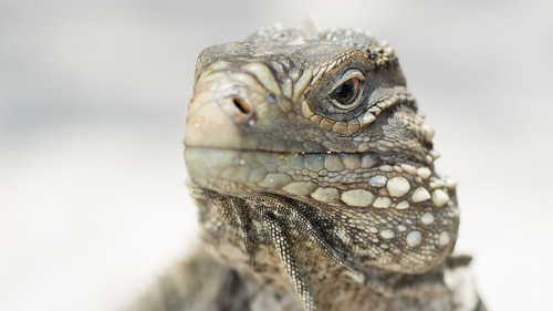 Iguana Close-Up ©  kuhnmi