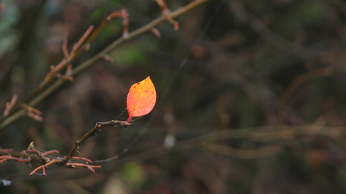 Additional leaf (for massimo peta) ©   