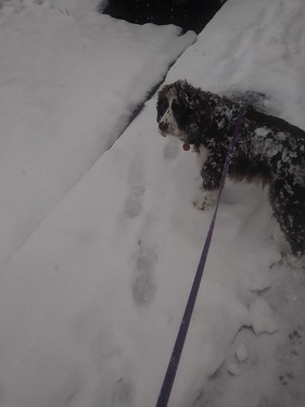 Laika really likes the snow ©  Michael Neubert