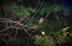 kingfisher (2)