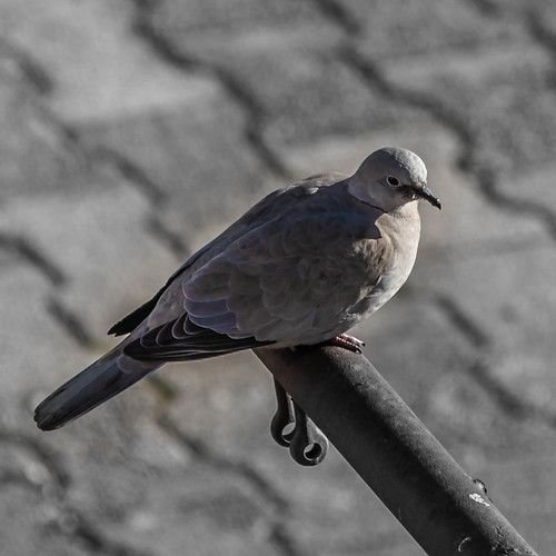 pigeon ©  Raymond Zoller