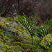 Ferns in the Forest