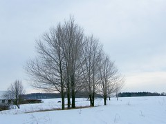 Naked Winter Trees
