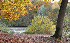 L'automne à l'étang d'Harchelles