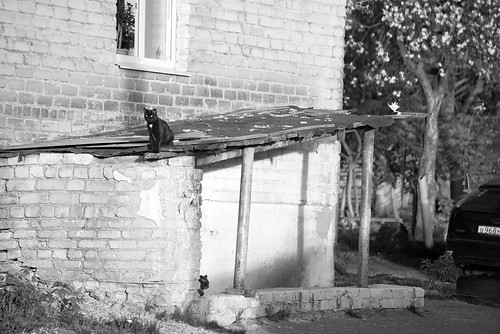 Black cat ©  Andrey