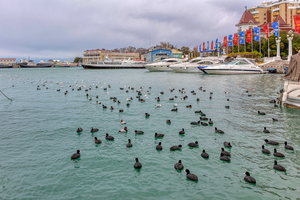: the seaport of Sochi in December