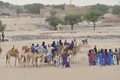 10b. Camel race for peace, Timbuktu