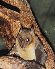 Bat (Chiroptera) ~ Original = (1779 x 2225)