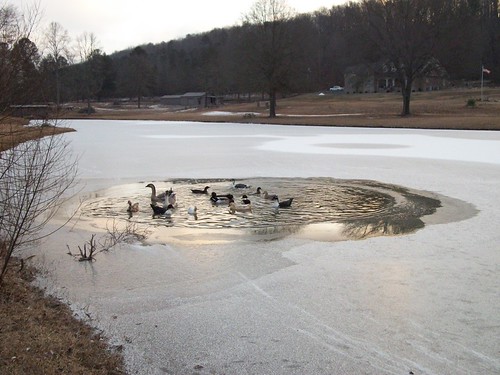 Frozen Pond Pics